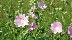 Descrizione del fiore di campo - Nomi di fiori di campo Fiori di campo alti
