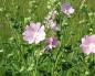 Opis poljskog cvijeća - nazivi poljskog cvijeća Visoko divlje cvijeće