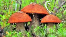 Zašto sanjate da berete gljive u šumi prema knjizi snova Zašto sanjate da berete gljive u šumi