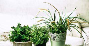 Le migliori piante d'appartamento per purificare l'aria