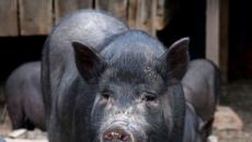 Biljojedi svinje.  Rasa mangala.  Vijetnamska trbušna biljojeda mini svinja Azijska trbušna biljojeda svinja