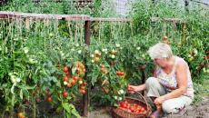 Caratteristiche della coltivazione di un pomodoro È necessario coltivare varietà di pomodori sottodimensionati