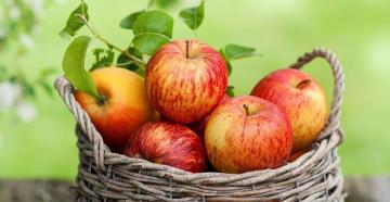 Причины признаки и меры борьбы с плодовой гнилью