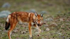 Etiopski vuk: šta ima zajedničko sa šakalom?