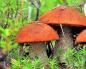 Zašto sanjate da berete gljive u šumi prema knjizi snova Zašto sanjate da berete gljive u šumi