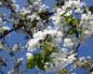 Ragioni per la mancata fruttificazione delle ciliegie Le ciliegie fioriscono male per ragioni